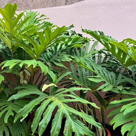 Casa Sol Nascente Do *